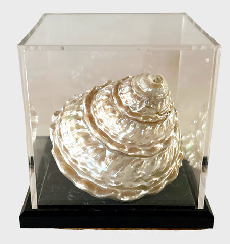 Turban Shell Display Box