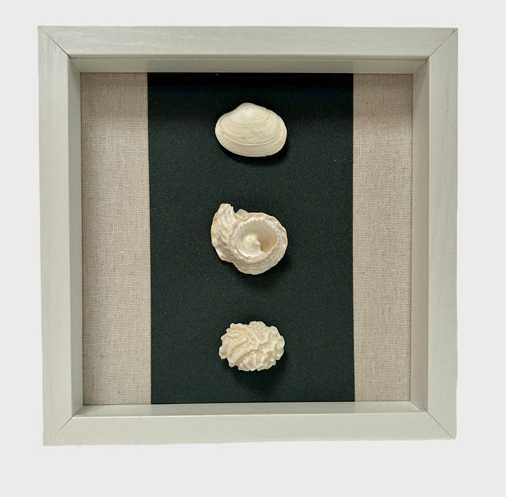 Shadow Box with Preserved Sea Life